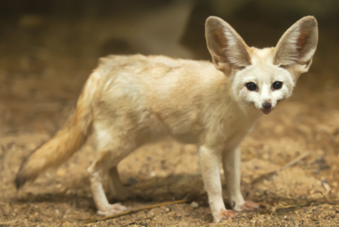 Fennec Fox alone at night