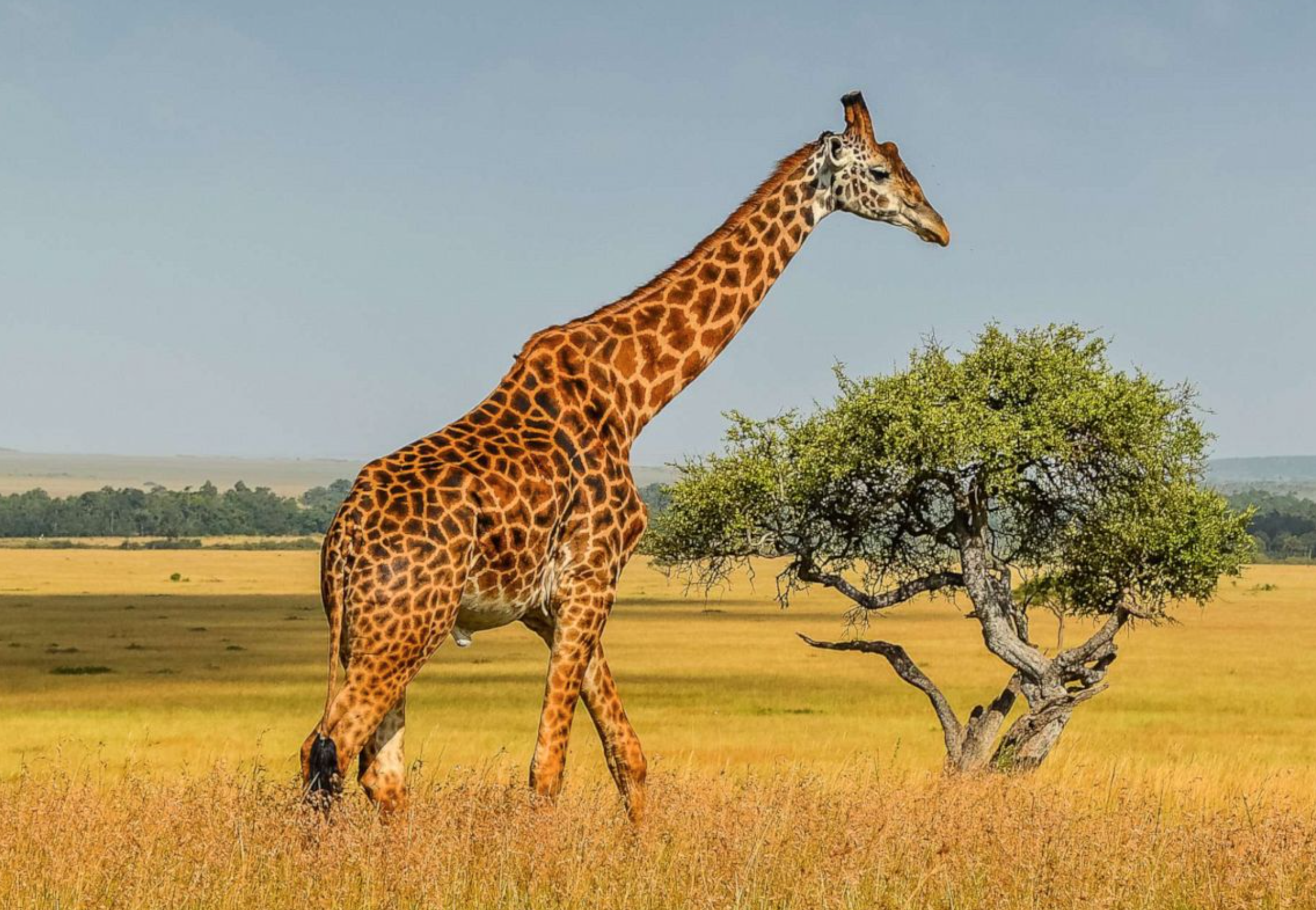 Giraffe walking across the Savanna