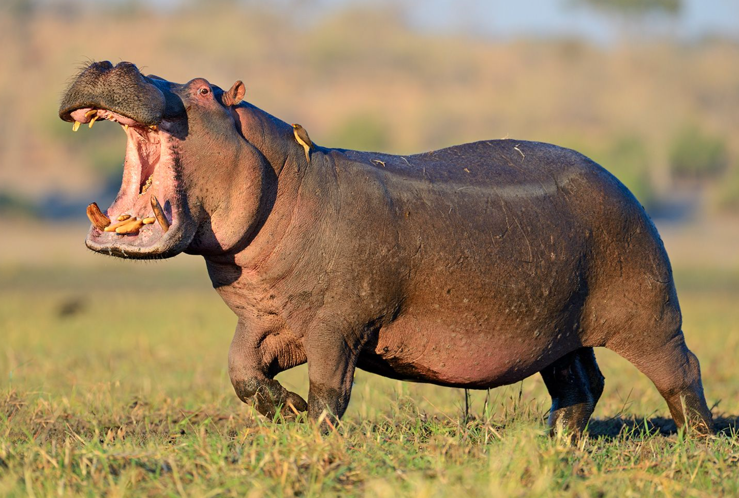 Hippo opening it's mouth