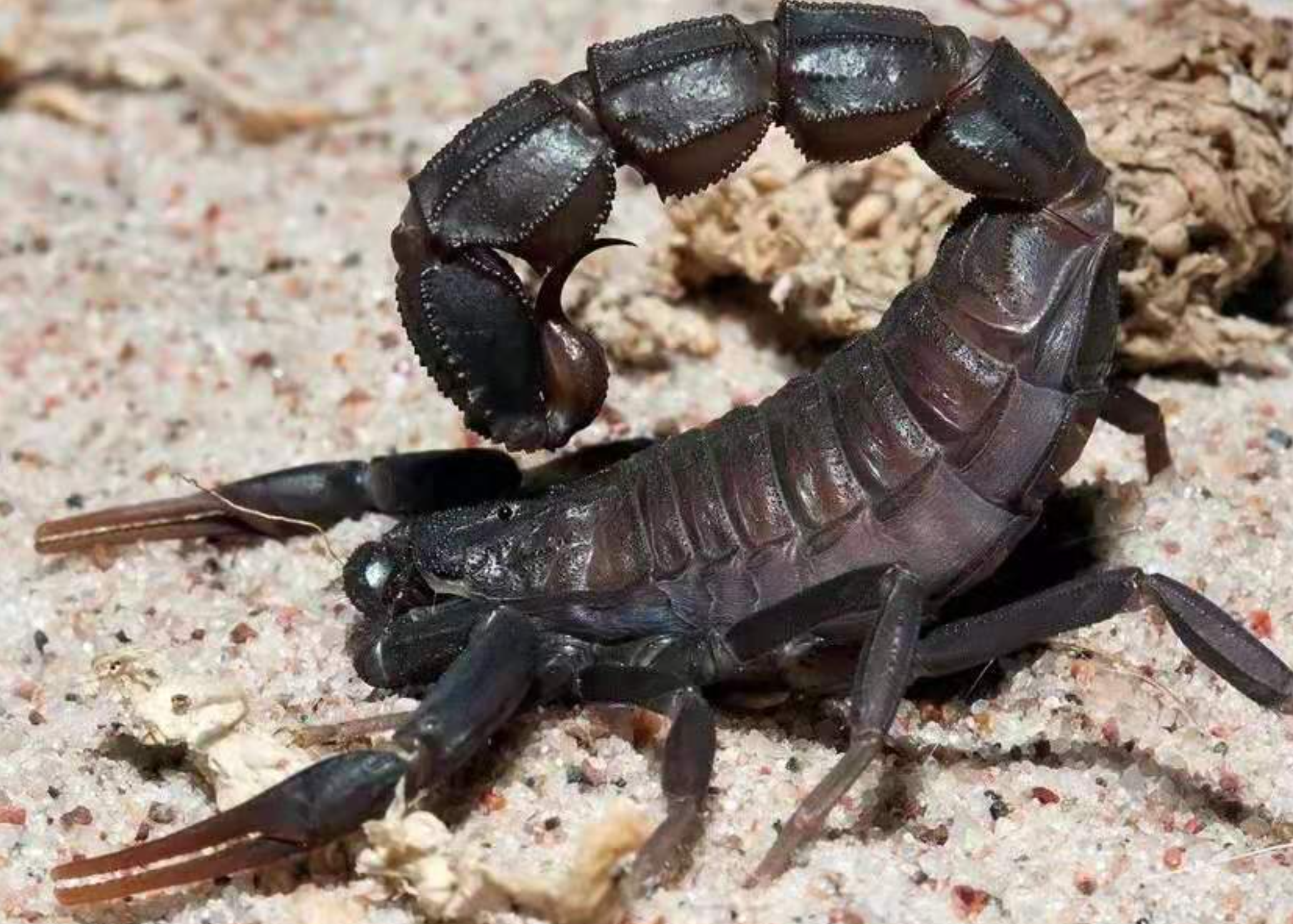 Black Fat-tailed Scorpion on sand and rocks