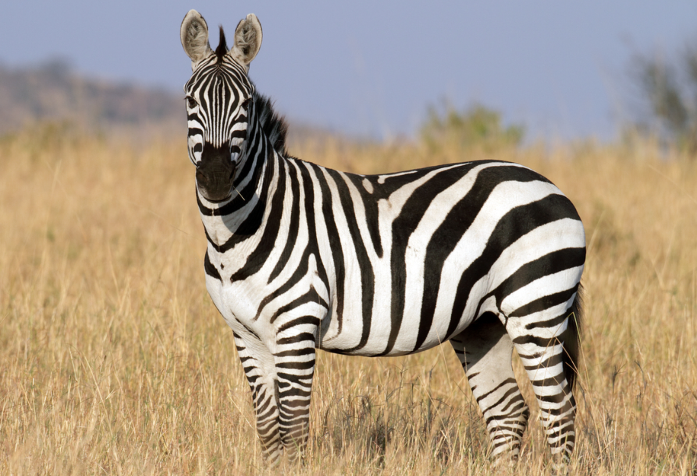 Zebra looking toward you