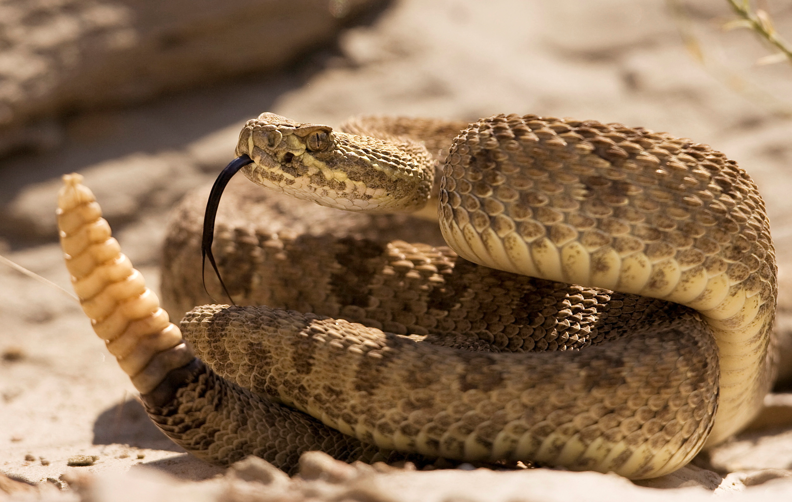 Rattlesnake with it's tongue out