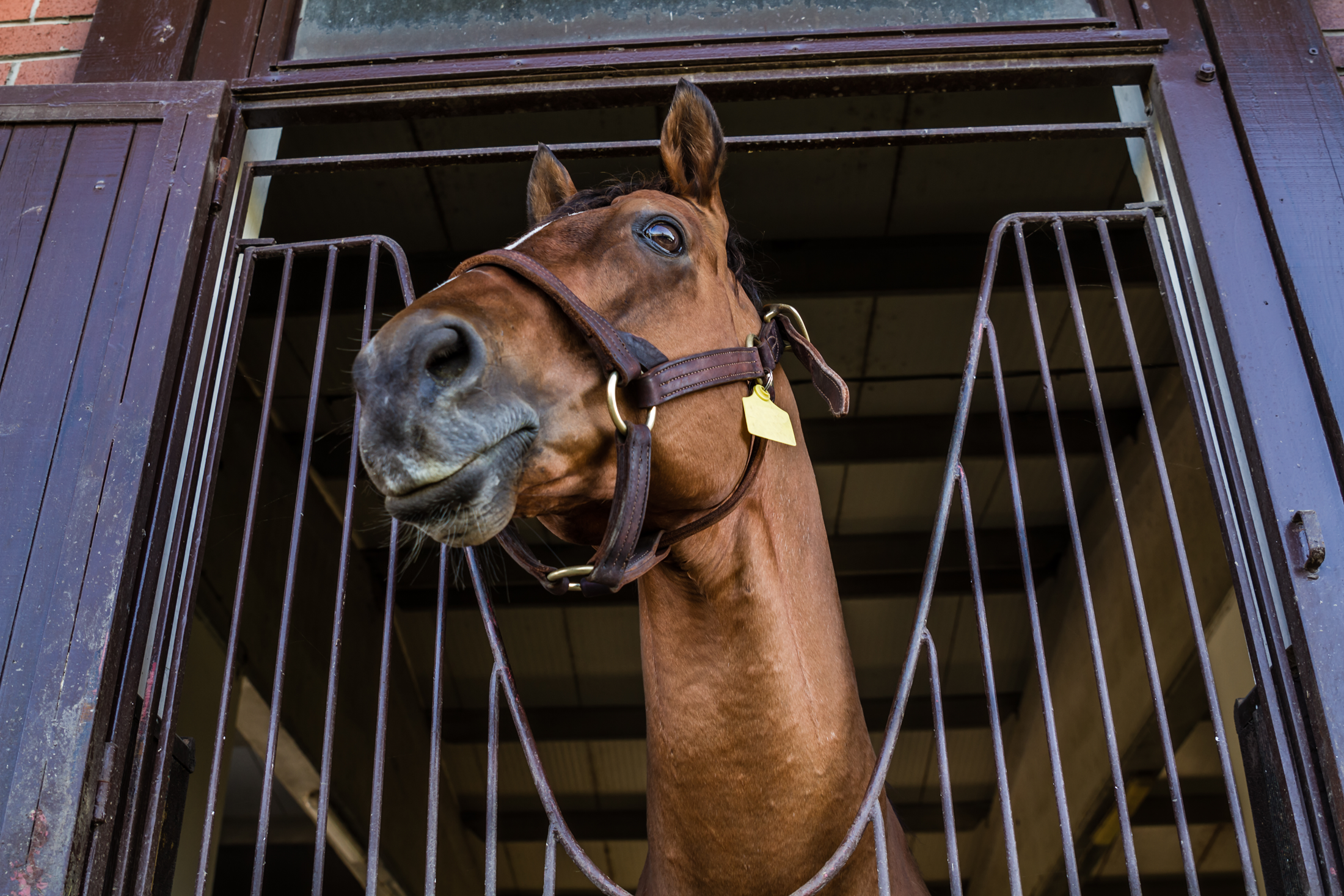 Close up image of a horse in its stall