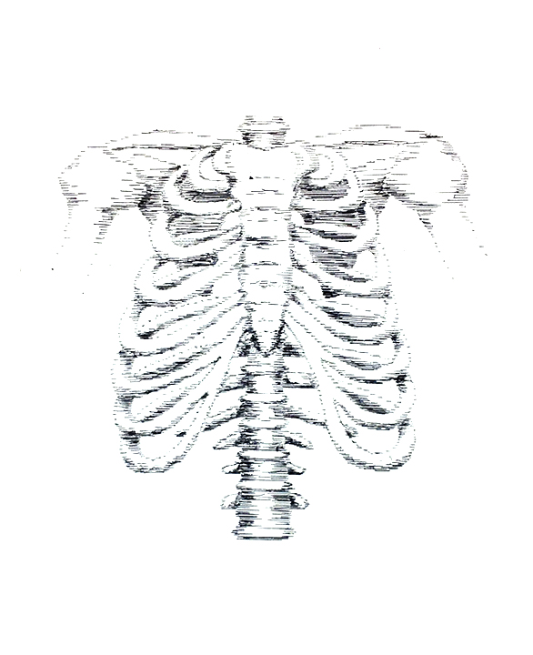 ribcage line drawing, pen and ink, 8"x8"