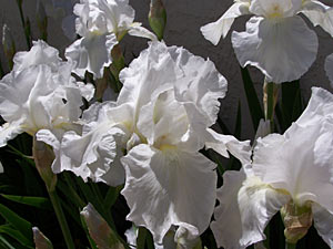 Large Iris