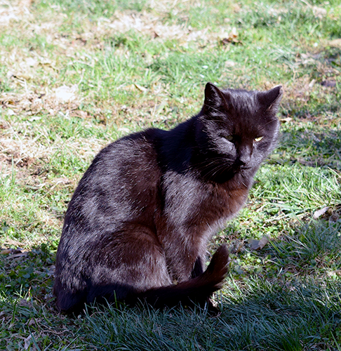 A community cat in the sun