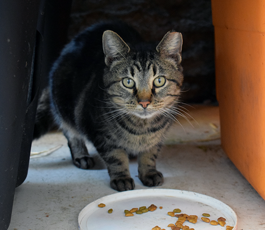 Community cat eating