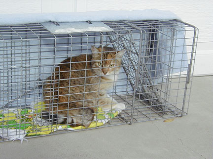 Cat in a humane trap