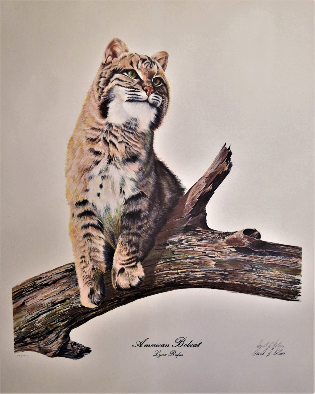 American Bobcat Painting