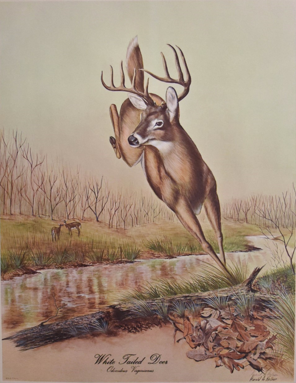 White-Tailed Deer Painting