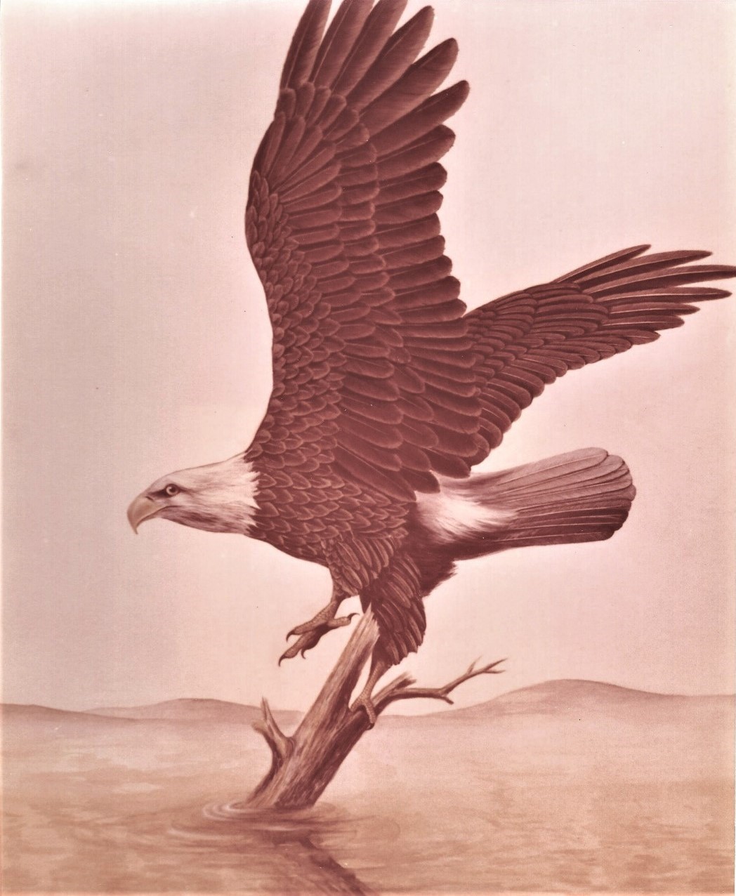Eagle Painting