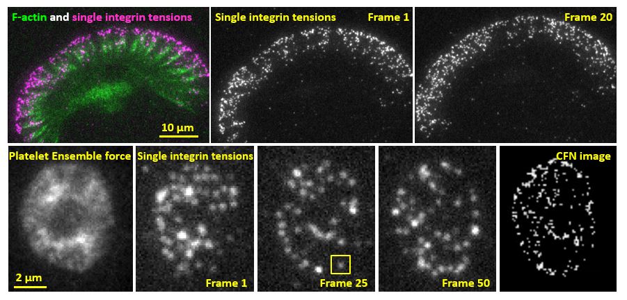 Super-resolution cellular force nanoscopy